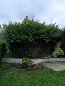 Photo de galerie - Taille de haies et d'arbustes