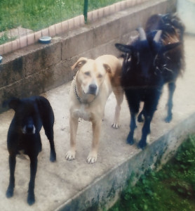 Photo de galerie - Tout animal 