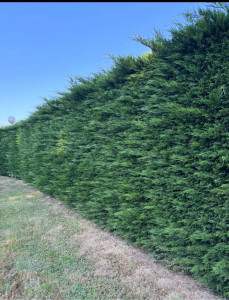 Photo de galerie - Taille de haies et d'arbustes