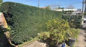 Photo de galerie - Taille de haies et d'arbustes