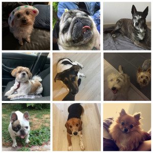 Photo de galerie - Animaux gardés