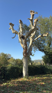 Photo de galerie - Elagage et coupe d'arbres