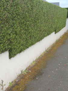 Photo de galerie - Taille de haies et d'arbustes