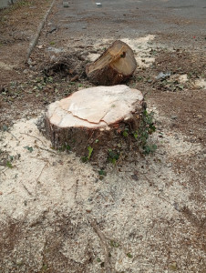 Photo de galerie - Coupe d'arbre 