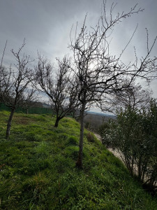 Photo de galerie - Taille de haies et d'arbustes