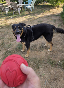 Photo de galerie - Garde chien