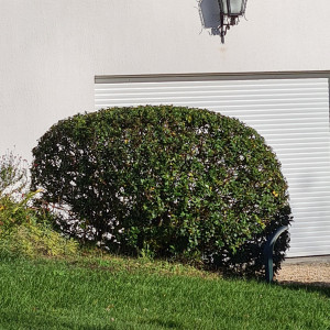 Photo de galerie - Taille d'arbuste