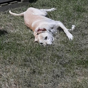 Photo de galerie - Ismo, labrador de 13 ans à Aussonne