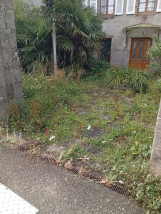 Photo de galerie - Tonte de pelouse - Débroussaillage