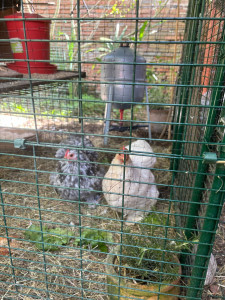 Photo de galerie - Garde de deux poules pendant plusieurs jours et à deux reprises 