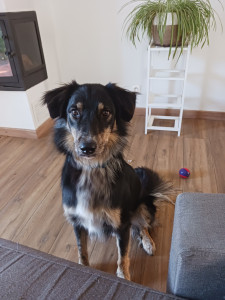 Photo de galerie - Voici Summer, le chien de la maison!
Un croisé Border très doux, joueur et qui adore les câlins