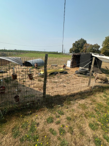 Photo de galerie - Garde de moutons & chèvre ?