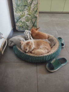Photo de galerie - Garde chien