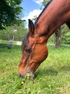 Photo de galerie - Garde animaux