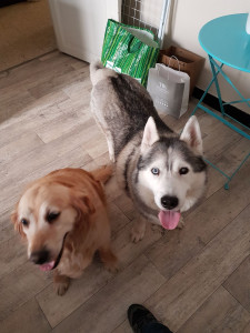 Photo de galerie - Ma chienne à gauche et le chien d'un amis à droite