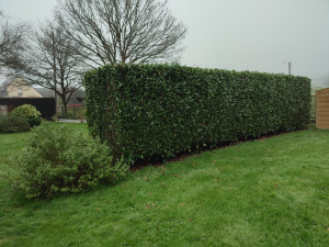 Photo de galerie - Taille de haie