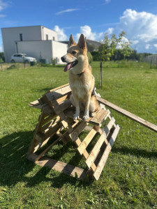 Photo de galerie - Proposition de garde de chiens aux côtés de Vaïana 