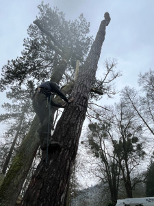 Photo de galerie - Démontage sapin