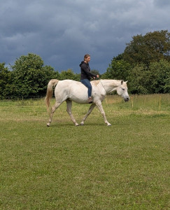 Photo de galerie - Travail du cheval en confiance et sans contrainte