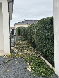 Photo de galerie - Taille de haies 