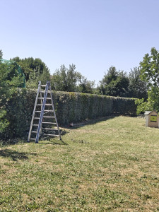 Photo de galerie - Finition de la taille de haie de photinia et eleagnus 