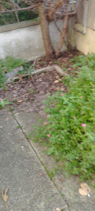 Photo de galerie - Jardinier