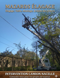 Photo de galerie - Elagage et coupe d'arbres