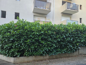 Photo de galerie - Taille de haies et d'arbustes