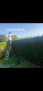 Photo de galerie - Taillage de haies 