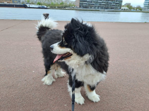 Photo de galerie - Garde chiens