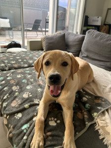 Photo de galerie - Garde chien