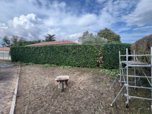 Photo de galerie - Taille de haie laurier 23 m 