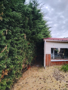 Photo de galerie - Abattage de thuyas pour la sécurisation incendie du cabanon & de la maison.