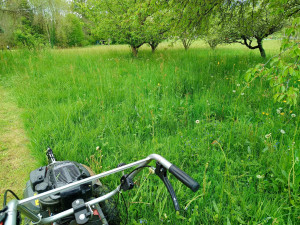 Photo de galerie - Tonte de pelouse - Débroussaillage