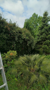 Photo de galerie - Taille de haies et d'arbustes