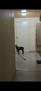 Photo de galerie - Balade en ville avec un border collie