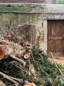 Photo de galerie - Abbatage d'arbre collé à un mur.