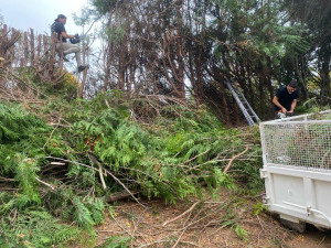 Photo de galerie - Rabaissement d’une haie