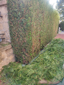 Photo de galerie - Taille de haies et d'arbustes