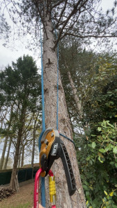Photo de galerie - Elagage et coupe d'arbres