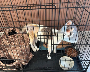Photo de galerie - Momo qui est resté à la maison suite à une opération du bassin cassé 