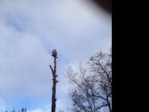 Photo de galerie - élagage abattage
soins des arbres