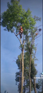 Photo de galerie - Démontage d'arbre (40 mètres de hauteur)