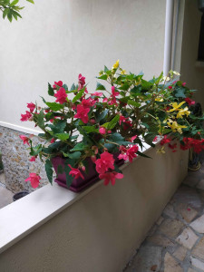 Photo de galerie - ?bégonias ?