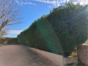 Photo de galerie - Taille de haies et d'arbustes