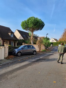 Photo de galerie - Elagage et coupe d'arbres