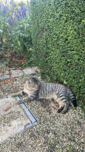 Photo de galerie - Chat en promenade 