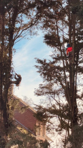 Photo de galerie - Elagage et coupe d'arbres