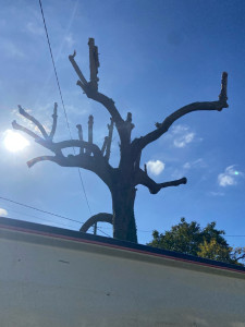 Photo de galerie - Taille d’arbres au niveau des repousses