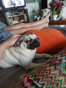 Photo de galerie - Je peux promener votre toutou ou juste passer lui donner à manger si besoin. J'adore les chiens 